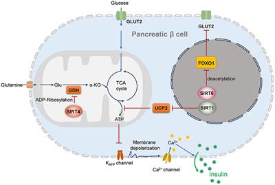 Sirtuins and Insulin Resistance